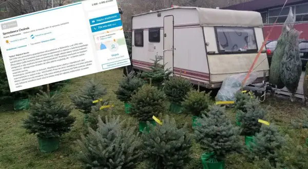 Ile można zarobić na sprzedaży choinek? Sprawdź, co wpływa na zyski
